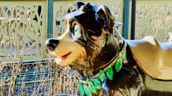Black Bear Trail Dollywood Attraction